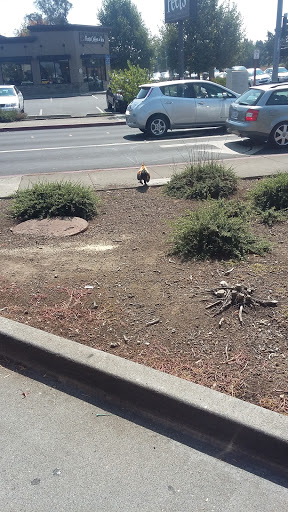 Outdoor Sports Store «Outdoor Pro Shop», reviews and photos, 412 Houser St, Cotati, CA 94931, USA