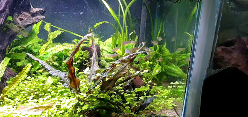 Tropical Fish Store «America Aquaria», reviews and photos, 3485 N 124th St, Brookfield, WI 53005, USA