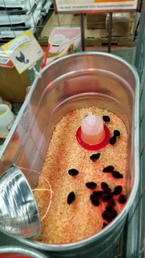 Home Improvement Store «Tractor Supply Co.», reviews and photos, 3000 Pruden Blvd, Suffolk, VA 23434, USA