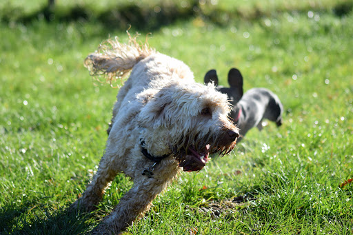 Pawsome Surrey Doggy Daycare