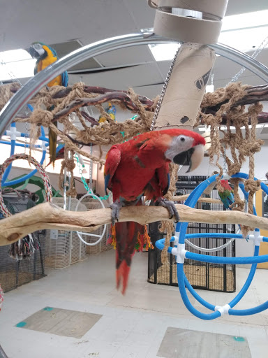 Bird Shop «Arizona Bird Store», reviews and photos, 565 S Dobson Rd, Mesa, AZ 85202, USA