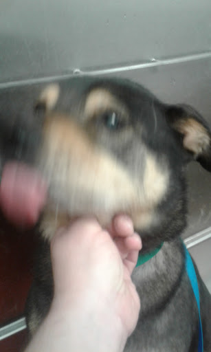 Pet Supply Store «Petco Animal Supplies», reviews and photos, 175 Grandview Blvd #600, Madison, MS 39110, USA