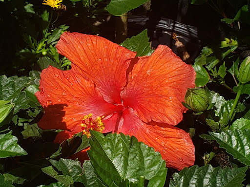 Hardware Store «Proctor Ace Hardware», reviews and photos, 5723 University Blvd W, Jacksonville, FL 32216, USA