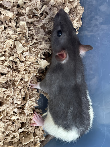 Pet Store «Pet Station Reno», reviews and photos, 5065 S McCarran Blvd, Reno, NV 89502, USA