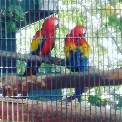 Zoo «Palm Beach Zoo & Conservation Society», reviews and photos, 1301 Summit Blvd, West Palm Beach, FL 33405, USA