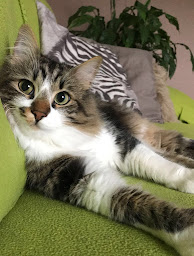 Photo n°9 de Esthima Faulquemont à Faulquemont ()