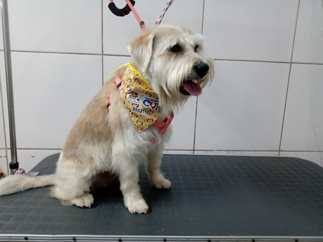 Clínica Veterinaria Habich - Veterinario