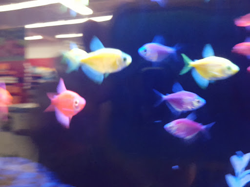 Pet Supply Store «Petco Animal Supplies», reviews and photos, 2965 Hempstead Turnpike, Levittown, NY 11756, USA