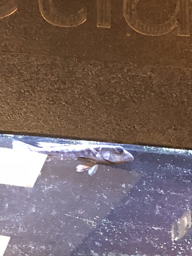 Pet Store «Petland Vineyard - San Antonio», reviews and photos, 1309 North Loop 1604 W #101, San Antonio, TX 78258, USA