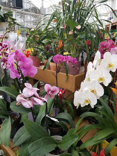 Garden Center «Dees Nursery & Florist», reviews and photos, 69 Atlantic Ave, Oceanside, NY 11572, USA