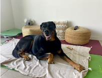 Woofing Around Miami - Photo 7 - Car repair in Miami, FL, Miami