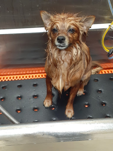 Pet Supply Store «Chow Hound Pet Supplies», reviews and photos, 660 Chicago Dr, Holland, MI 49423, USA