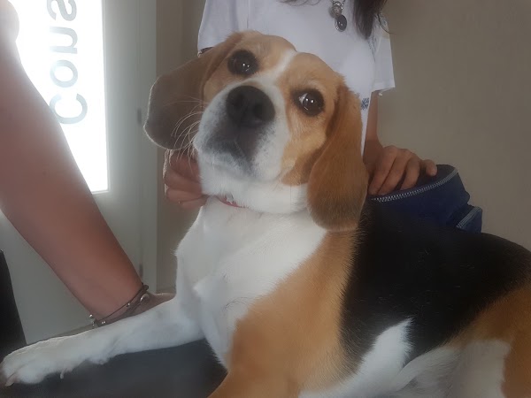 Imagen de Catdog (21 de 21)