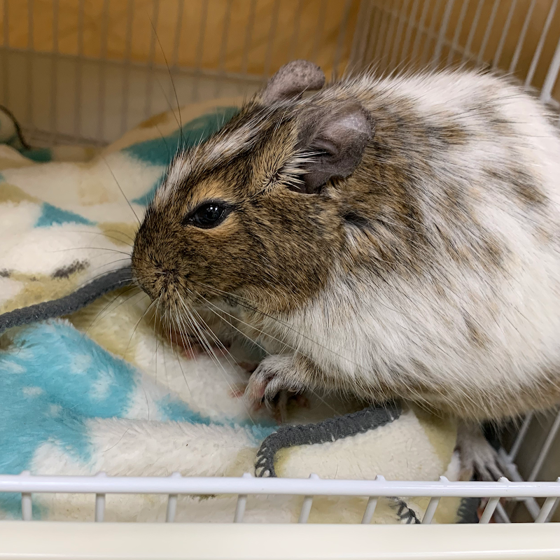 アルフペットクリニック 神奈川県川崎市川崎区鋼管通 動物病院 動物病院 グルコミ
