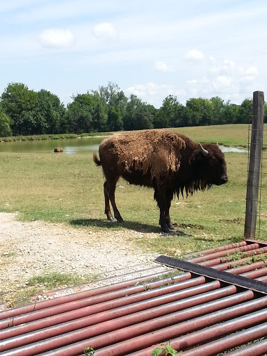Zoo «Tupelo Buffalo Park & Zoo», reviews and photos, 2272 Coley Rd, Tupelo, MS 38801, USA