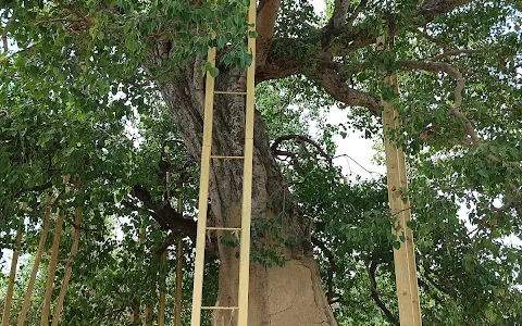 Ananda Bodhi Tree(အာနန္ဒာ ဗောဓိ) image