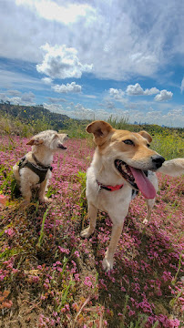 Justins Dog Services - Photo 2 - Car repair in Los Angeles, CA, Los Angeles