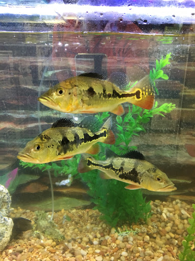 Pet Supply Store «PETNJOY - GARDENA», reviews and photos, 15515 Normandie Ave, Gardena, CA 90247, USA