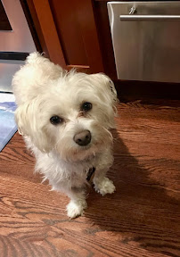 Barker Bros Dog Services - Photo 3 - Car repair in , Virginia Beach