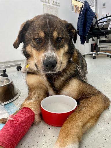 Animal Clinic Dr. Schneichel unter Mayen, Rheinland-Pfalz