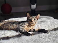 Auntie's Family Petcare - Photo 6 - Car repair in , Vancouver