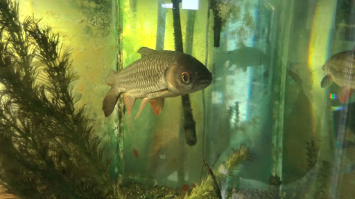 Tropical Fish Store «Fish Den Inc.», reviews and photos, 5055 W 44th Ave, Denver, CO 80212, USA