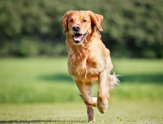 Reviews of Dog Harmony in Liverpool - Dog trainer