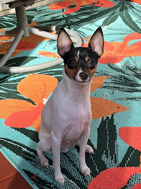 Critter Sitter In-Home Pet & Farm Care - Photo 3 - Car repair in , Rock Hill