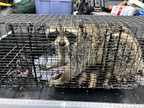 Genuine Pest Control - Car repair in Omaha, NE, Omaha - Rated 4.9/5