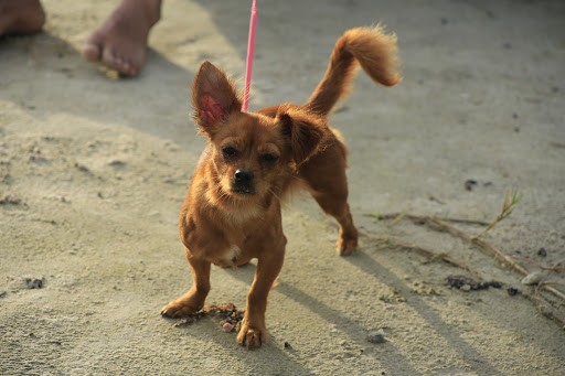 Beach Resort «Sandcastle Condominiums & Event Center», reviews and photos, 800 Sandcastle Dr, Port Aransas, TX 78373, USA