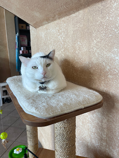 Cat Clinic image