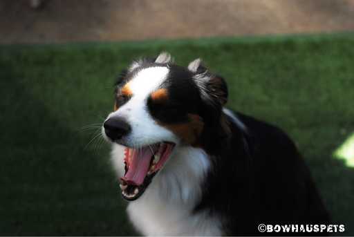 Dog Day Care Center «The Bowhaus Pet Company», reviews and photos, 2472 E Colorado Blvd, Pasadena, CA 91107, USA