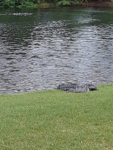 Golf Club «Marriott Golf Academy», reviews and photos, 12001 Ave Verde, Orlando, FL 32821, USA