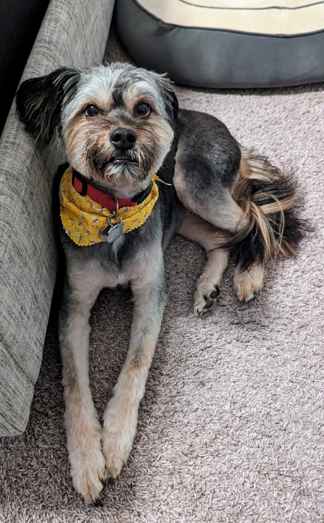 Barkfest at Tiffany's Grooming