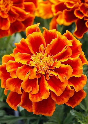 Explore bf name tattoo ideas, creative tattoo ideas in Butler, available at Electric City Ink