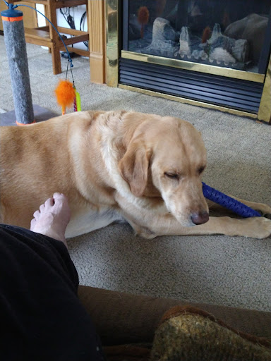 Rockton Veterinary Hospital image