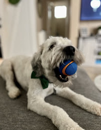 DogsNewBFF - Photo 6 - Car repair in , Glendale