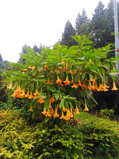 Stadium «Providence Park», reviews and photos, 1844 SW Morrison St, Portland, OR 97205, USA