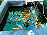 Fish City Koi & Tropical Fish - Photo 6 - Car repair in Pomona, CA, Ontario