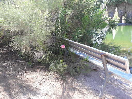 Park «Evelyn Hallman Park», reviews and photos, 1900 N College Ave, Tempe, AZ 85281, USA