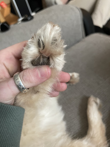 Pet Supply Store «EarthWise Pet», reviews and photos, 4880 Lower Roswell Rd #10, Marietta, GA 30068, USA