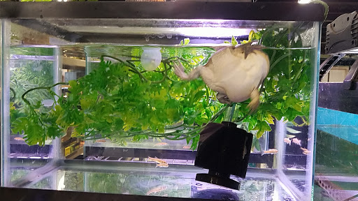 Pet Store «Gills And Thrills Pet Shop», reviews and photos, 204 E 8th St, Lockport, IL 60441, USA