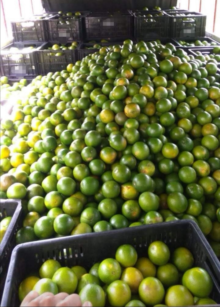 Frutos Citricos AB