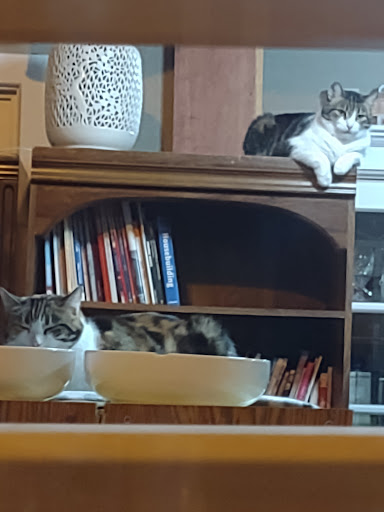 Used Book Store «Snowball Bookshop», reviews and photos, 564 W Tuscarawas Ave # 102, Barberton, OH 44203, USA