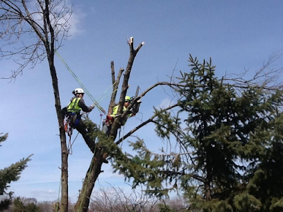 Iowa City Tree Service