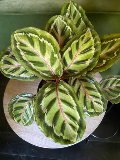 Florist «California Sister Floral Design & Supply», reviews and photos, 6790 McKinley St #190, Sebastopol, CA 95472, USA