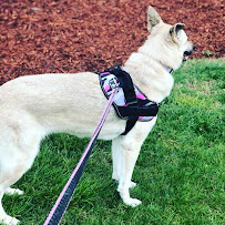 Paw Addicts Atlanta Pet Care Services - Photo 6 - Car repair in Atlanta, GA, Atlanta