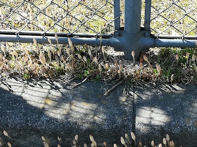 寺田西児童公園