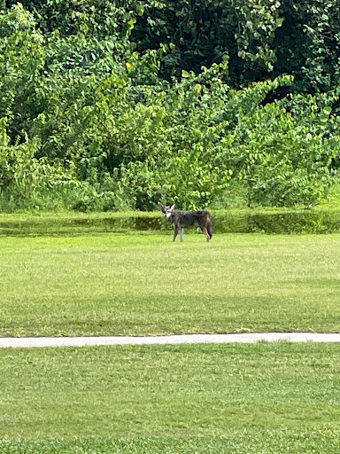 Golf Course «Lake Worth Golf Course», reviews and photos, 1 7th Ave N #1, Lake Worth, FL 33460, USA