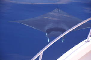 Photo n°10 de Méditerranée Pêche Découverte à Beaulieu-sur-Mer ()